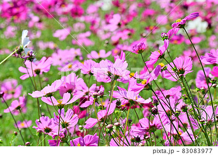 秋の風景 コスモスの花 秋の風景 コスモスの花 83083977