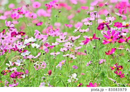 秋の風景　コスモスの花 83083979