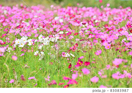 秋の風景 コスモスの花 秋の風景 コスモスの花 83083987