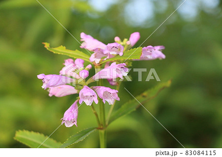 カクトラノオの花　ハナトラノオ　野草　 83084115