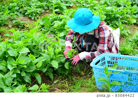 ツルムラサキ　収穫の農業体験 83084422