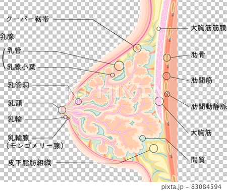 乳房結構圖日語 乳房結構圖日語 83084594