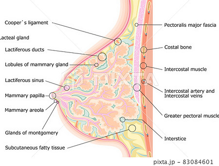 File:Breast structure.jpg - Wikipedia
