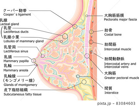 乳房　構造　イラスト　英語　日本語 83084603