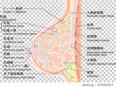 Breast structure illustration English Japanese - Stock Illustration ...