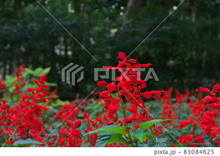 サルビアの赤花【緑背景】 サルビアの赤花【緑背景】 83084625