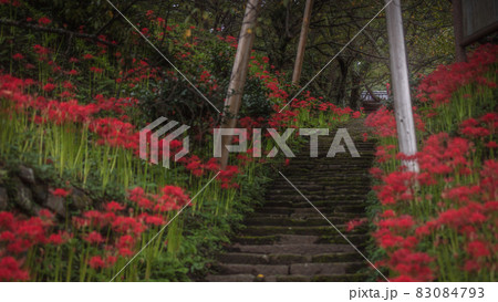 奈良県 佛隆寺 彼岸花 83084793