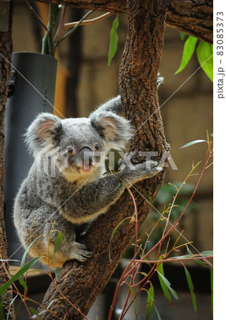 木をつかむコアラ 木をつかむコアラ 83085373