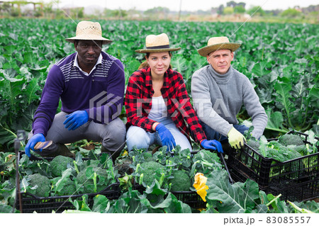 Three farmers posing on broccoli farm field 83085557