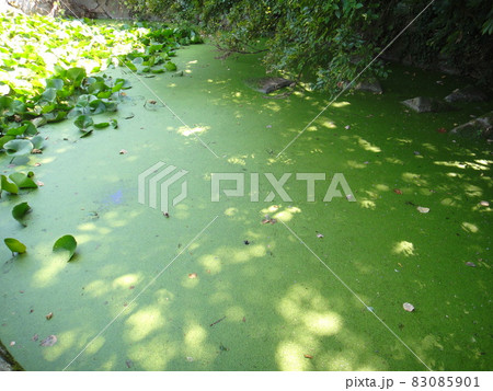 因島水軍城の近くの池（広島県尾道市） 83085901