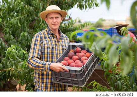 Man holding crate of peaches Man holding crate of peaches 83085931