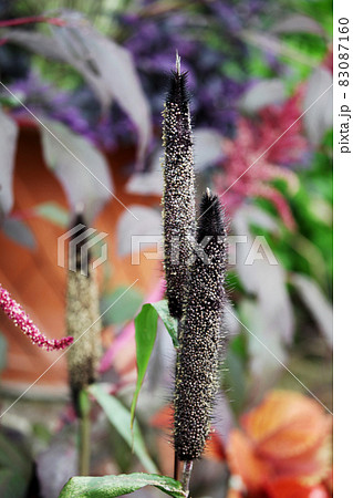 ミレット ミレット 83087160