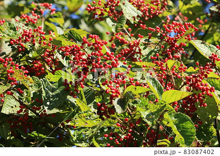 ハナミズキの実　赤い実　 83087402