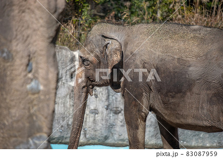 動物の園 83087959