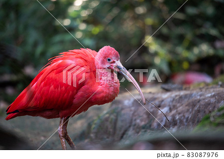 動物の園 動物の園 83087976