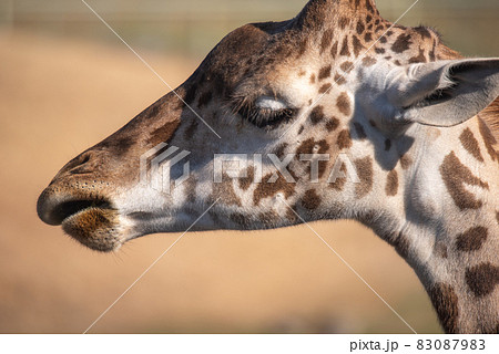 動物の園 83087983