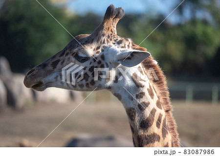 動物の園 動物の園 83087986