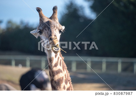 動物の園 83087987