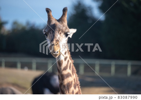 動物の園 動物の園 83087990