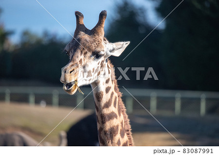 動物の園 動物の園 83087991