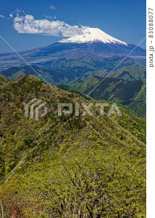 丹沢・鍋割山から見る新緑の山並みと富士山 83088077