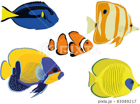 Aquarium colorful bright tropical fish collection vector illustration Aquarium colorful bright tropical fish collection vector illustration 83089217