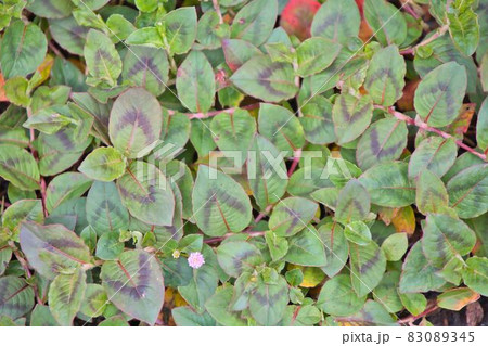 小さな花と緑の葉っぱ 83089345