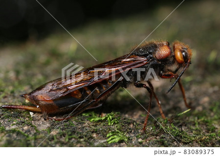 産卵姿勢のまま亡くなるヒラアシキバチ 83089375