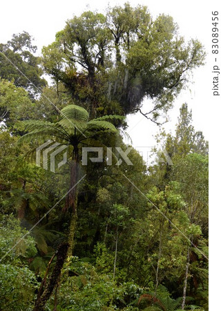 ニュージーランド北島　カウリの巨木　ワイポウア・カウリ森林保護区 83089456
