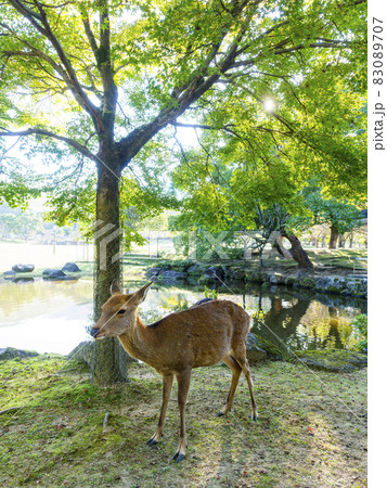 【奈良公園】春日の園地の三社池と鹿 【奈良公園】春日の園地の三社池と鹿 83089707