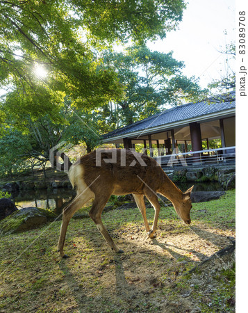 【奈良公園】春日の園地の三社池と鹿 【奈良公園】春日の園地の三社池と鹿 83089708