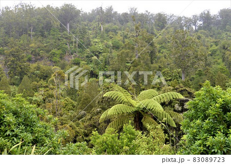 ニュージーランド北島　カウルの森　ワイポウア・カウリ森林保護区 83089723
