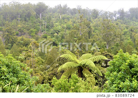 ニュージーランド北島　カウルの森　ワイポウア・カウリ森林保護区 83089724