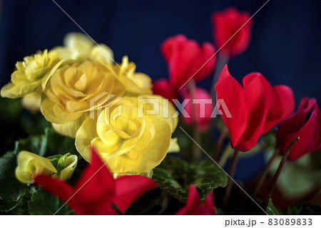 返り咲きの赤いシクラメンと黄色いベゴニア　クラッシックレンズ 83089833