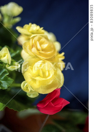 返り咲きの赤いシクラメンと黄色いベゴニア　クラッシックレンズ 83089835