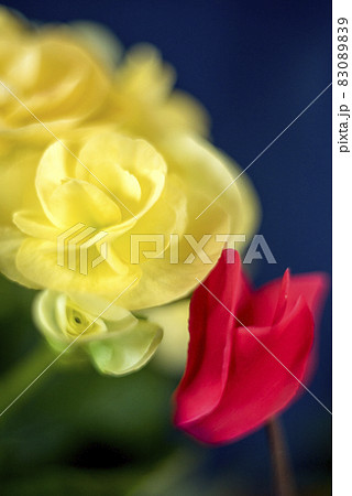 返り咲きの赤いシクラメンと黄色いベゴニア　クラッシックレンズ 83089839