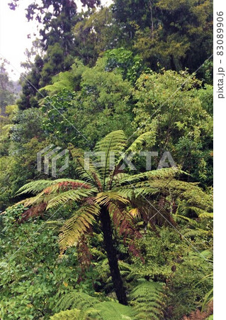 ニュージーランド北島　カウルの森　ワイポウア・カウリ森林保護区 83089906