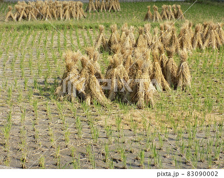 脱穀後 稲藁干し 藁立て After threshing dried rice straw 脱穀後 稲藁干し 藁立て After threshing dried rice straw 83090002