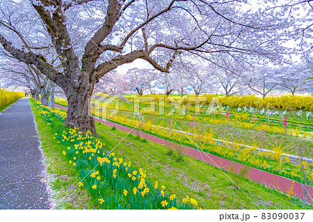 白石川堤一目千本桜　春イメージ（宮城県柴田町） 83090037