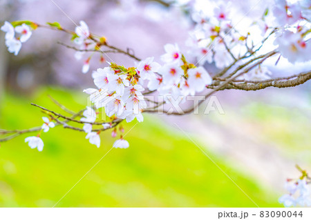 桜の花　春イメージ 83090044