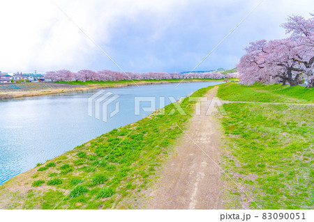 白石川堤一目千本桜　春イメージ（宮城県大河原町） 83090051