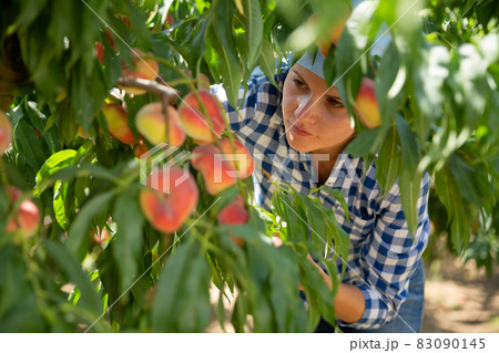 Woman gardener in kerchief during harvesting of peaches in garden 83090145