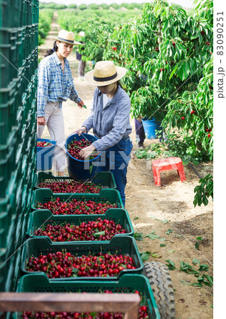 Women with cherry crates 83090251