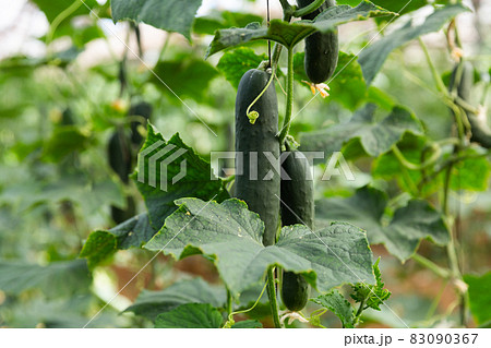 Organic cucumbers cultivation. Organic cucumbers cultivation. 83090367