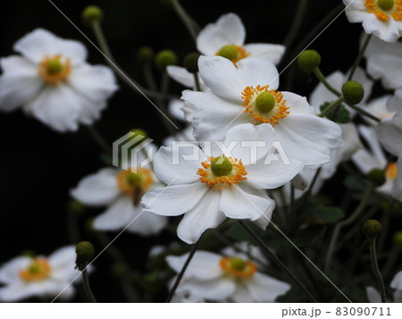 シュウメイギク　Japanese anemone 83090711