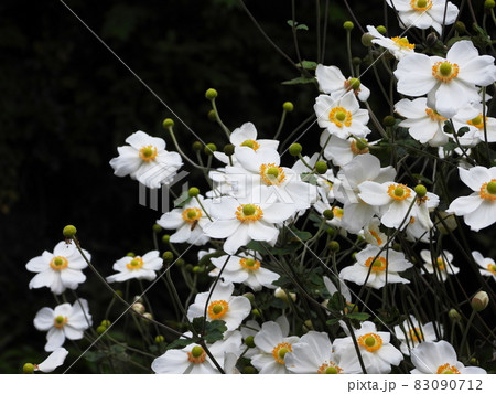 シュウメイギク　Japanese anemone 83090712