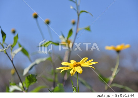 良く晴れた秋の巾着田で 背丈ほどのキクイモの黄色い花を撮るの写真素材 良く晴れた秋の巾着田で 背丈ほどのキクイモの黄色い花を撮るの写真素材