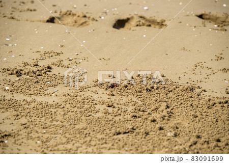 砂浜で巣穴からのぞくコメツキガニ 83091699