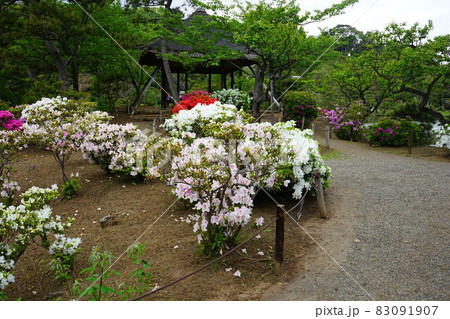 日本庭園 ツツジ ピンク色の花 春 日本庭園 ツツジ ピンク色の花 春 83091907