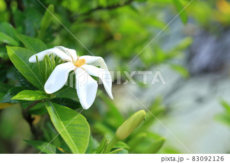 白い花の植物（クチナシの花） 83092126